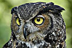 owl 